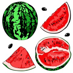Vector illustration of a watermelon, half watermelon, a slice of watermelon. Color image.