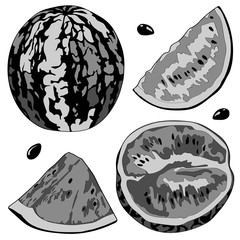 Vector illustration of a watermelon, half watermelon, a slice of watermelon. Black and white image.