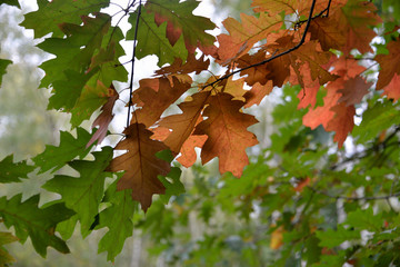 feuilles de chêne
