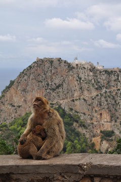 Singe au Cap Carbon, B&eacute;ja&iuml;a, Alg&eacute;rie