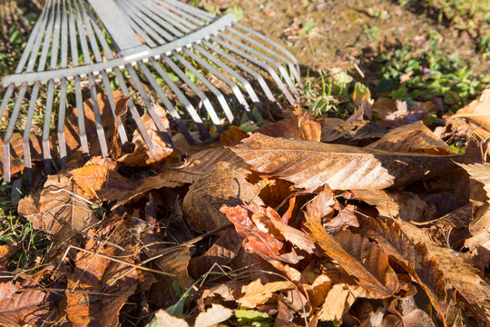 horizontal image with detail of a rake for gathering dried leaves photographed in a garden