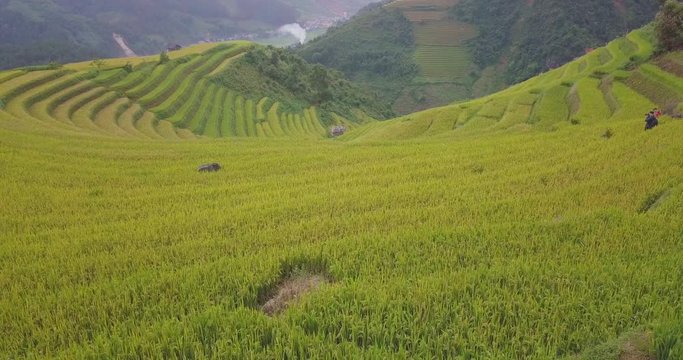 Top view of beautiful Vietnam landscapes with terraces rice field. Rice fields on terraced of Sapa, Lao Cai. Royalty high-quality free stock footage landscape of terrace rice fields at Vietnam