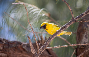 oiseaux tropicaux océan indien