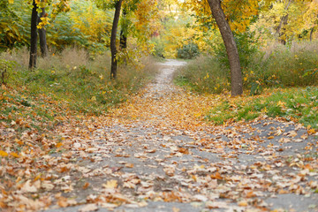 Autumn park with fallen leaves