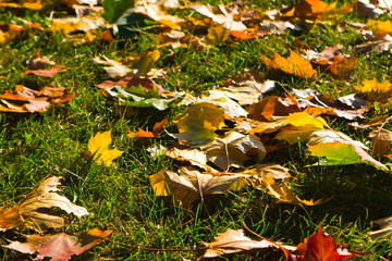 bright colorful maple leaves on the grass background