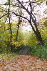 Autumn park with fallen leaves