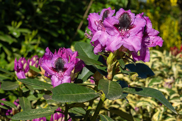 Rhododendron Hybrid Kangaroo, Rhododendron hybrid