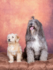 Two cute dogs sitting close each other. Copy space. 