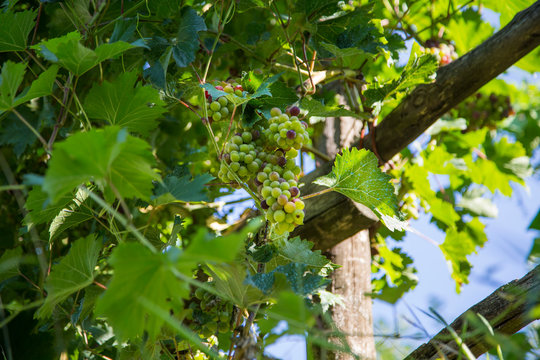 horizontal image with detail of a bunch of grapes photographed in a vineyard