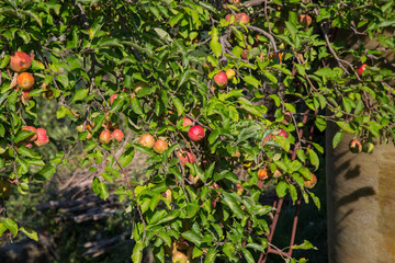 horizontal image with detail of a red apple tree