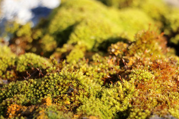 mossy forest stream