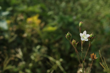 white flowers in spring