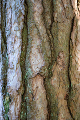 Cracked tree bark closeup texture