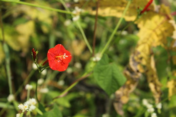 red poppy in a field