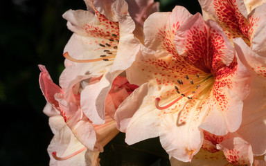 Rhododendron Hybrid Peggy, Rhododendron hybrid