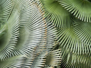 Fan palm leaves