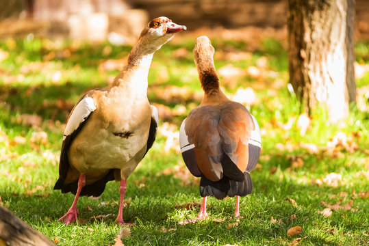 Two Egyptian geese or Alopochen aegyptiacus in nature