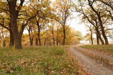 Autumn oak grove with fallen leaves on the road