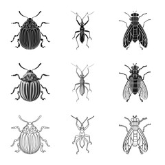 Vector design of insect and fly symbol. Set of insect and element stock vector illustration.