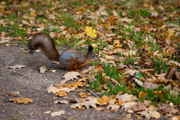 Squirrel in autumn park