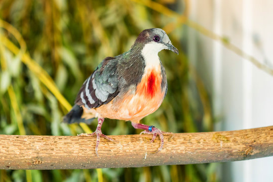 Close up Luzon Bleeding-Heart Dove or Gallicolumba luzonica