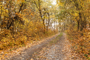Fototapeta na wymiar Autumn forest scenery with fallen leaves on the road