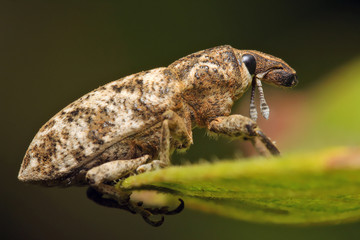 Beetle weevil runs on a green leaf in the grass.
