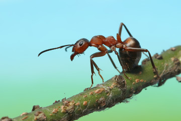 Ant sitting on a stalk of grass.
