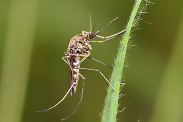 Mosquito resting on the grass.
