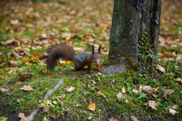 Squirrel in autumn park