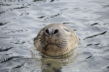 Fototapeta premium Robbe 1