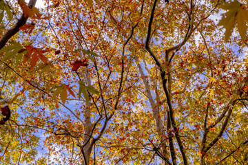 Autumn trees with a cloudy background