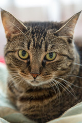 Naklejka na ściany i meble Mackerel Tabby cat close up head