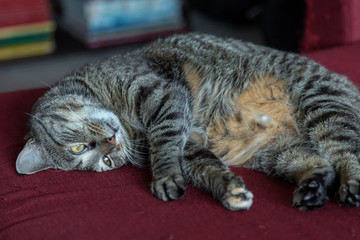 Sleeping Mackerel Tabby Cat