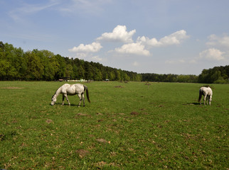 Fototapeta premium Pferdeweide mit gruenem Gras, Pferden und strahlend blauem Himmel, Horse pasture with green grass, horses and bright blue sky