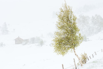 A young birch and its tender green leaves are struggling to show that spring is here in a late blizzard