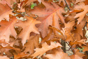 Brown autumn leaves of Canadian oak