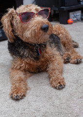  Cool Welsh Terrier lying on the carpet  indoor and wearing sunglasses
