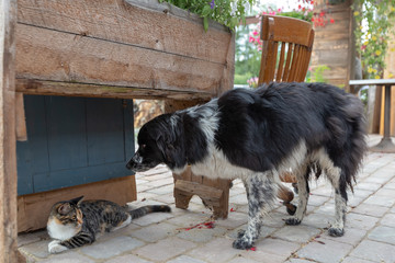  Australian Shepherd dog and Mackerel Tabby cat face to face interaction on a farm