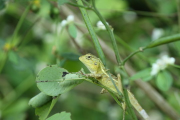 green lizard on a leaf