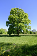 Allein stehender Baum auf einer Wiese im Sommer, Stand-alone tree on a meadow in summer