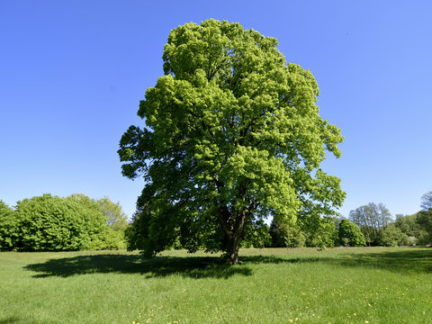 Allein stehender Baum auf einer Wiese im Sommer, Stand-alone tree on a meadow in summer