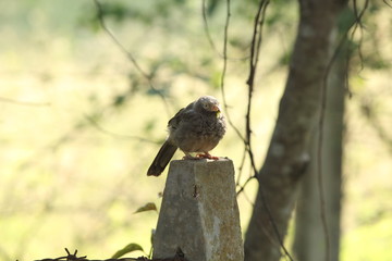 Bird sitting on pole with insect