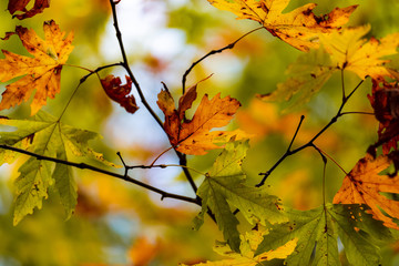 A branch with autumn leaves