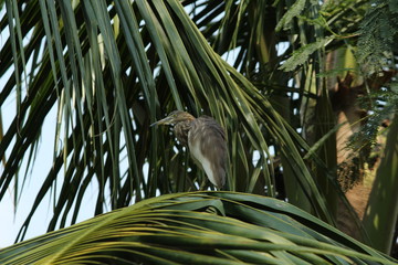 Indian Pond Heron on coconut tree
