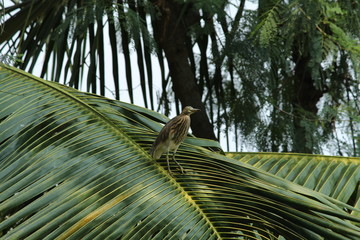 Indian Pond Heron on coconut tree