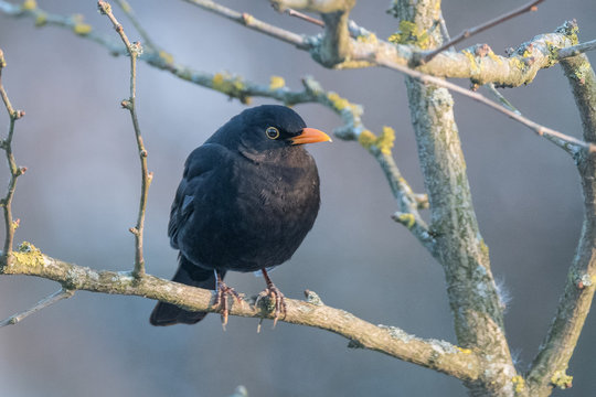 Amsel