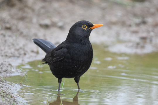 Amsel
