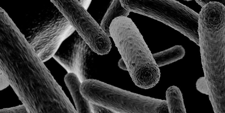 Bakterien unter einem Mikroskop Stock Photo | Adobe Stock