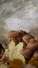 poisonous tree fungus 